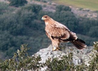 Águila imperial como la muerta de un disparo en un coto de Toledo; el supuesto responsable ha sido detenido.
