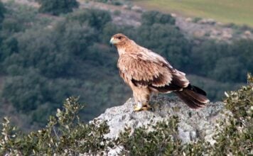 Águila imperial como la muerta de un disparo en un coto de Toledo; el supuesto responsable ha sido detenido.