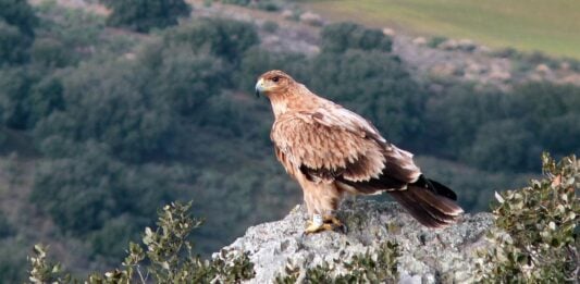 Águila imperial como la muerta de un disparo en un coto de Toledo; el supuesto responsable ha sido detenido.
