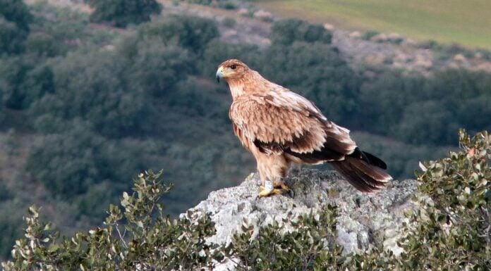 Águila imperial como la muerta de un disparo en un coto de Toledo; el supuesto responsable ha sido detenido.