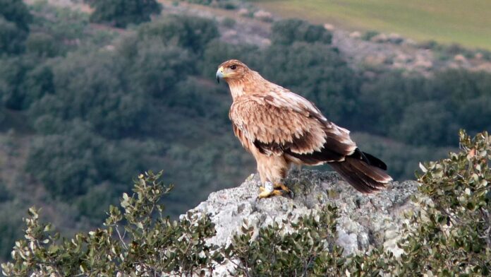 Águila imperial como la muerta de un disparo en un coto de Toledo; el supuesto responsable ha sido detenido.