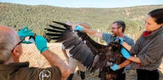 Buitre negro justo antes de ser liberado en el Alto Tajo a finales de octubre de 2025.