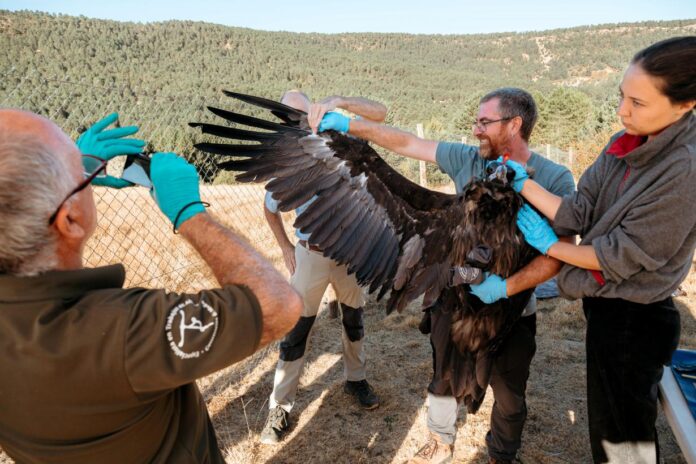 Buitre negro justo antes de ser liberado en el Alto Tajo a finales de octubre de 2025.