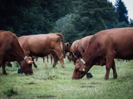Collar para vacuno, en imagen de una de las empresas que facilitan esta solución.