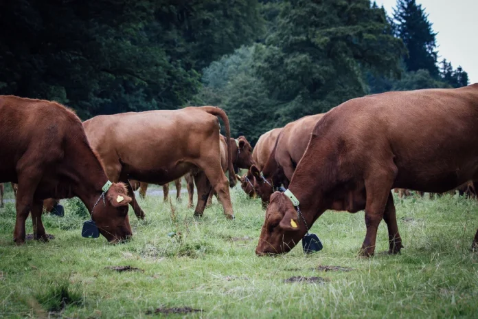Collar para vacuno, en imagen de una de las empresas que facilitan esta solución.