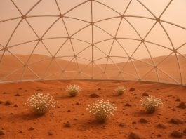 Cultivos en Marte.