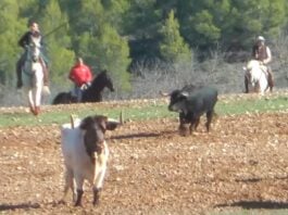 Encierro de Romanones. (Foto: Facebook/Purri47)