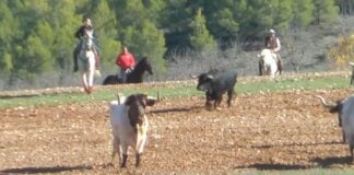 Encierro de Romanones. (Foto: Facebook/Purri47)