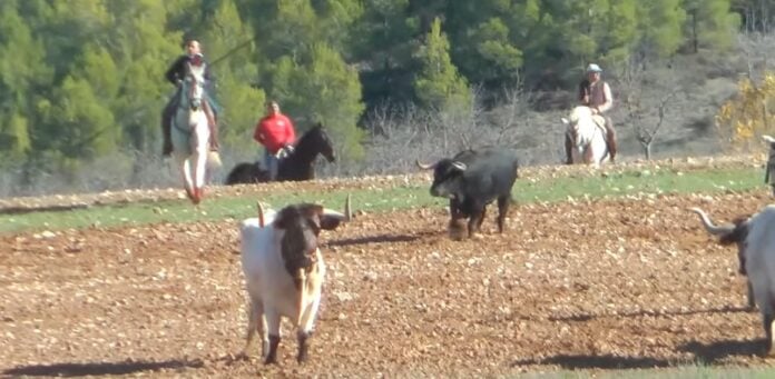 Encierro de Romanones. (Foto: Facebook/Purri47)