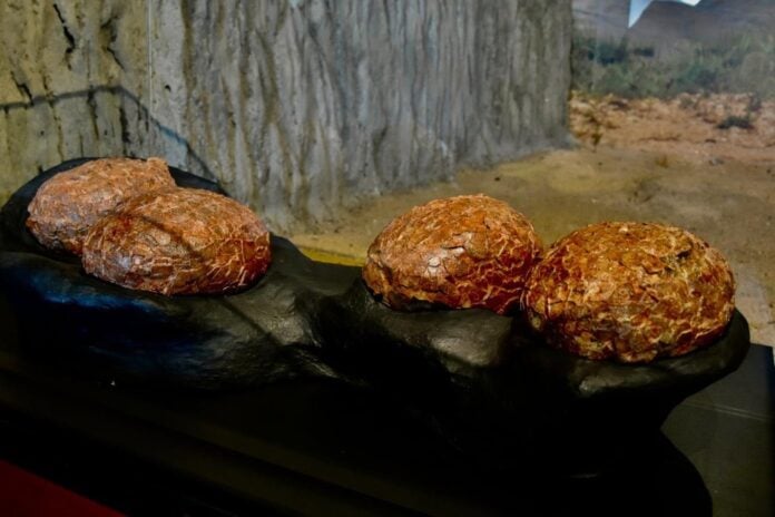 Huevos de titanosaurios descubiertos en la provincia de Guadalajara.