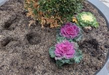 El macetero expoliado del centro de Guadalajara. (Foto: La Crónic@)