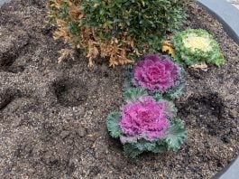 El macetero expoliado del centro de Guadalajara. (Foto: La Crónic@)