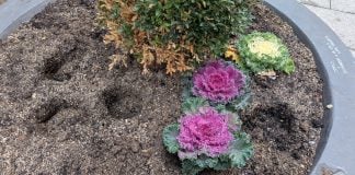 El macetero expoliado del centro de Guadalajara. (Foto: La Crónic@)