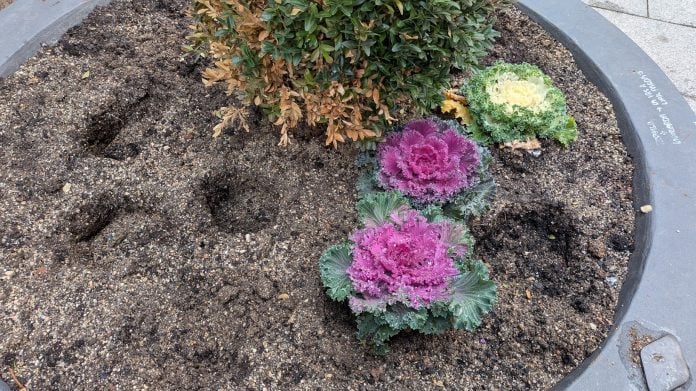 El macetero expoliado del centro de Guadalajara. (Foto: La Crónic@)