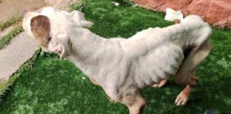 Estado en que se encontró el Seprona al perro de esta noticia, en Sigüenza. (Foto: Guardia Civil)