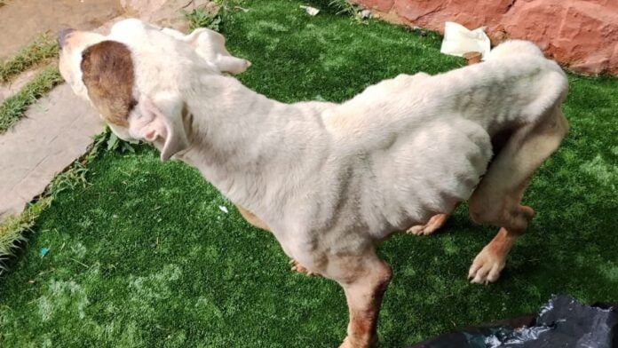 Estado en que se encontró el Seprona al perro de esta noticia, en Sigüenza. (Foto: Guardia Civil)