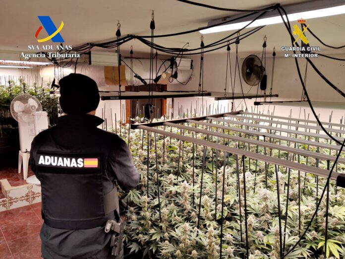 Interior del chalet con plantas de marihuana en Trijueque, desmantelado en octubre de 2025.