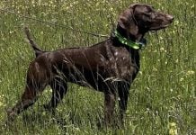 Atos, el perro campeón de Italia que ha sido robado en un pueblo de Toledo.