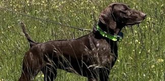 Atos, el perro campeón de Italia que ha sido robado en un pueblo de Toledo.