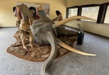 En Tamajón te tropiezas con neandertales si sabes donde buscar Recreación de una cacería neandertal que ahora puede verse en Tamajón.