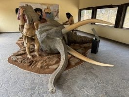 Recreación de una cacería neandertal que ahora puede verse en Tamajón.