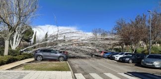 Caída de árboles en la calle La Tajera el 5 de febrero de 2026.