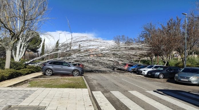 Caída de árboles en la calle La Tajera el 5 de febrero de 2026.