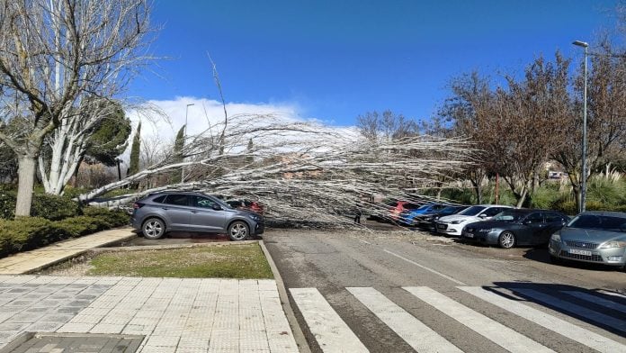 Caída de árboles en la calle La Tajera el 5 de febrero de 2026.