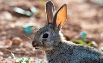 Conejo