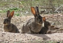 Conejos de campo.