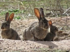 Conejos de campo.
