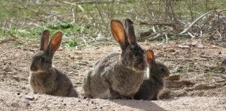 Conejos de campo.