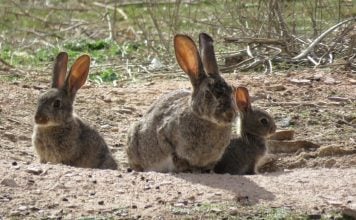 Conejos de campo.