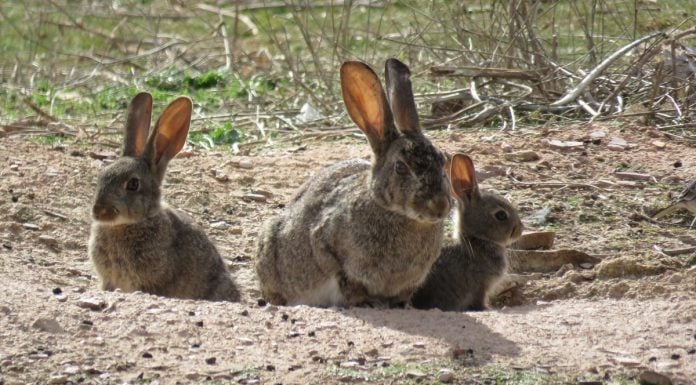 Ya han caído 644.000 conejos… y los que quedan Conejos de campo.