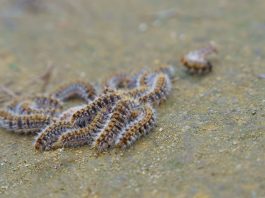 Larvas de procesionaria.