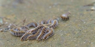 Larvas de procesionaria.