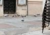 Palomas a sus anchas en la Calle Mayor de Guadalajara, en una imagen de 2022. Desde entonces, la situación no ha mejorado.