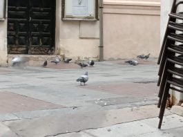 Palomas a sus anchas en la Calle Mayor de Guadalajara, en una imagen de 2022. Desde entonces, la situación no ha mejorado.