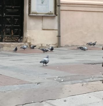 Hay 5 veces más palomas de las que deberíamos soportar Palomas a sus anchas en la Calle Mayor de Guadalajara, en una imagen de 2022. Desde entonces, la situación no ha mejorado.