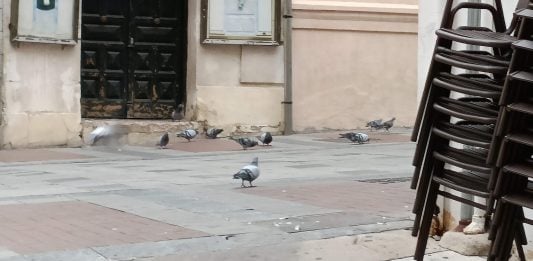 Palomas a sus anchas en la Calle Mayor de Guadalajara, en una imagen de 2022. Desde entonces, la situación no ha mejorado.
