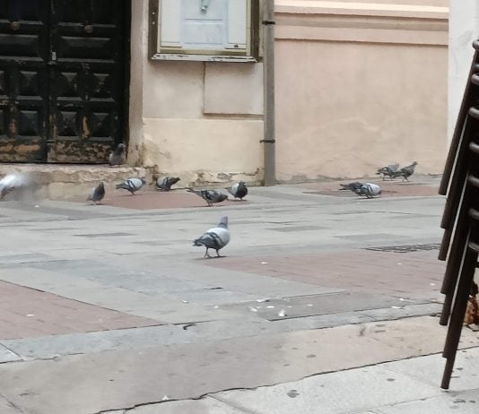 Hay 5 veces más palomas de las que deberíamos soportar Palomas a sus anchas en la Calle Mayor de Guadalajara, en una imagen de 2022. Desde entonces, la situación no ha mejorado.