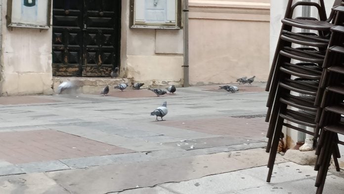 Palomas a sus anchas en la Calle Mayor de Guadalajara, en una imagen de 2022. Desde entonces, la situación no ha mejorado.