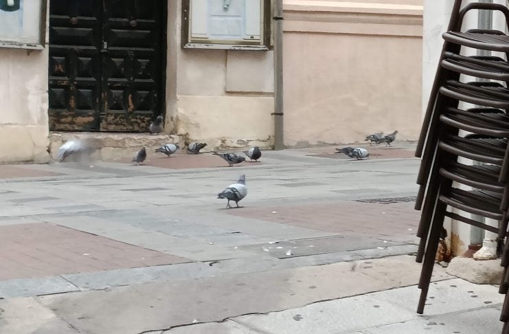 Palomas a sus anchas en la Calle Mayor de Guadalajara, en una imagen de 2022. Desde entonces, la situación no ha mejorado.