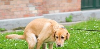 El registro del ADN de los perros pasa a ser obligatorio en Marchamalo perro cagando