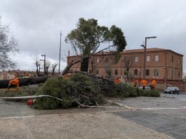 El árbol caído en la Plaza de España era uno de los de mayor porte de toda la ciudad de Guadalajara. (Foto: La Crónic@)