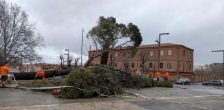 El árbol caído en la Plaza de España era uno de los de mayor porte de toda la ciudad de Guadalajara. (Foto: La Crónic@)