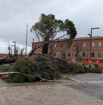 Cae uno de los árboles más grandes de Guadalajara El árbol caído en la Plaza de España era uno de los de mayor porte de toda la ciudad de Guadalajara. (Foto: La Crónic@)