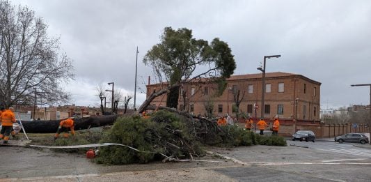 El árbol caído en la Plaza de España era uno de los de mayor porte de toda la ciudad de Guadalajara. (Foto: La Crónic@)