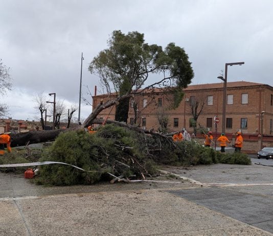 Cae uno de los árboles más grandes de Guadalajara El árbol caído en la Plaza de España era uno de los de mayor porte de toda la ciudad de Guadalajara. (Foto: La Crónic@)
