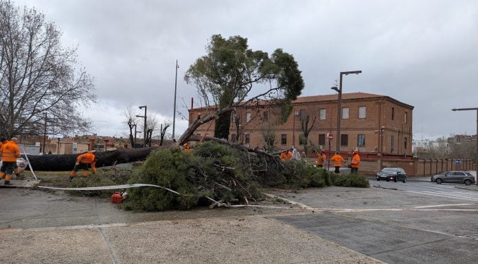 El árbol caído en la Plaza de España era uno de los de mayor porte de toda la ciudad de Guadalajara. (Foto: La Crónic@)
